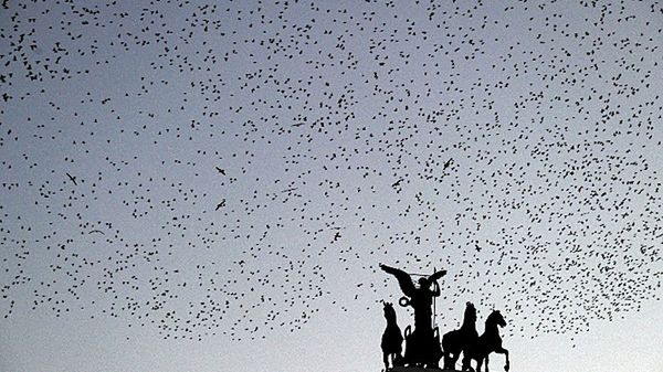 Rzym nie radzi sobie z chmarami ptaków