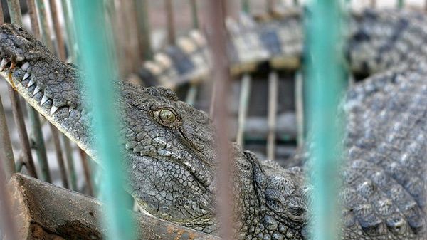 Krokodyl-uciekinier
