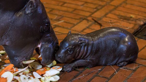 Mały hipopotam karłowaty ze swoją mamą