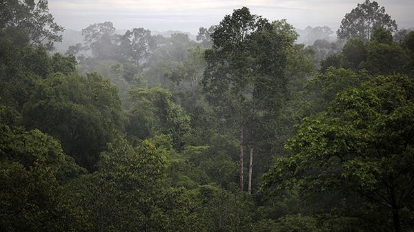 Dżungla w Kambodży