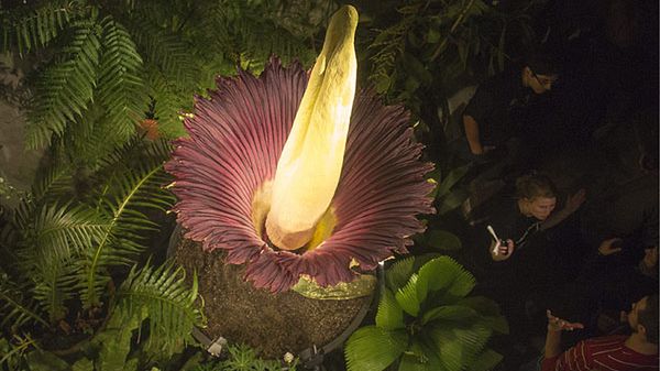 Titan Arum - na archiwalnym zdjęciu: kwiat, który podziwiać można w ogrodzie botanicznym uniwersytetu w Bazylei