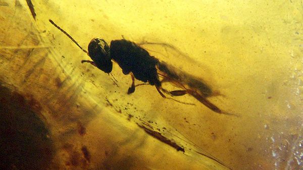 Owad sprzed 110 mln lat