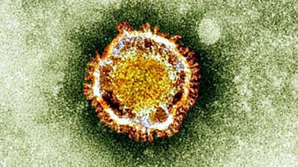 Koronawirus pod mikroskopem