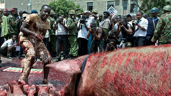 Protestujący zabrali przed parlament świnie