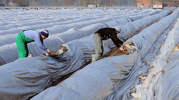 Pracownicy sezonowi na polu szparagów