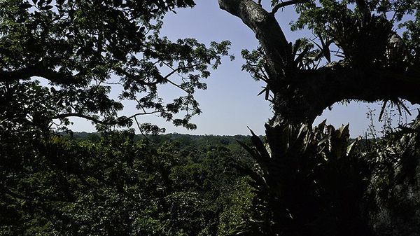 Dżungla w Ekwadorze