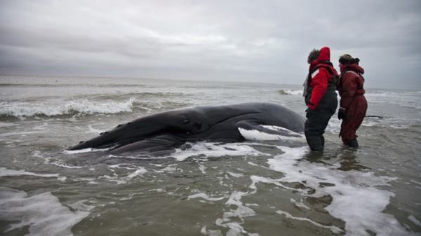 Dlaczego całe stada wielorybów bądź waleni znajdują śmierć na plaży?