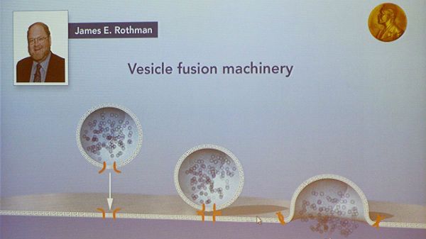 James Rothman otrzymał medycznego Nobla 2013 za badania nad pęcherzykami, transportującymi wewnątrz komórek substancje niezbędne do ich funkcjonowania