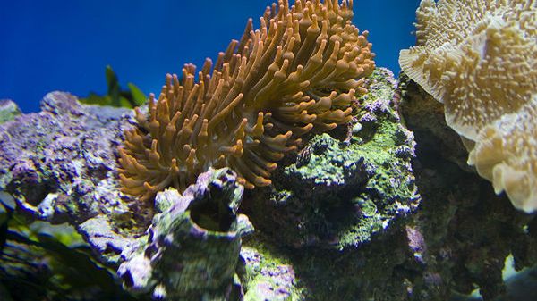 W morskich głębinach kryją się bardzo cenne związki m.in. o działaniu antynowotworowym