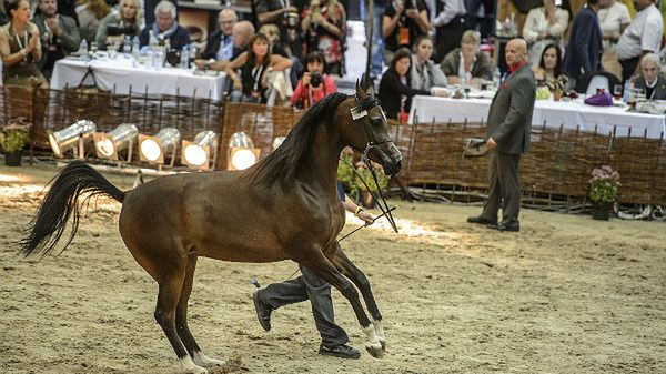 Janów Podlaski. 45 Aukcja Koni Arabskich Czystej Krwi &#8211; Pride of Poland. Nz. Klacz Piacolla hodowli Stadniny Koni Michałów