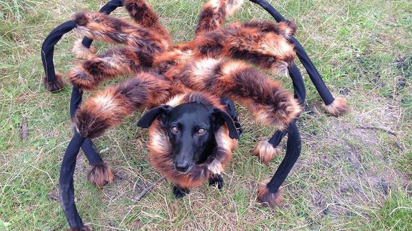 Giant Mutant Spider Dog