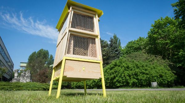 W całej Polsce powstało już 100 hoteli dla pszczół