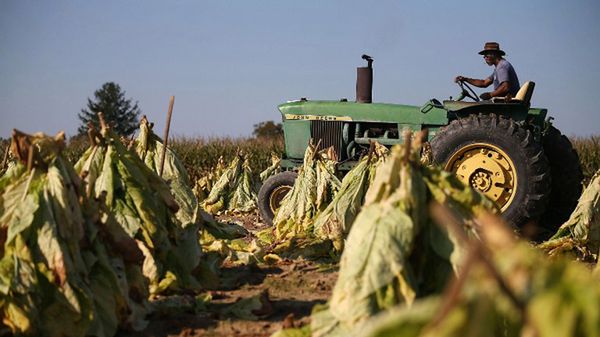 Uprawa tytoniu w stanie Maryland, USA