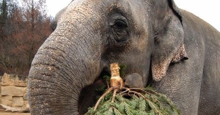 Praskie zoo wystawia obrazy słonicy Shanti