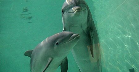 Nie uwierzysz, co robią w nocy delfiny