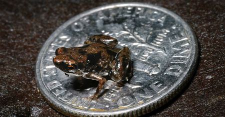 Ma zaledwie 7 milimetrów i też może być księciem