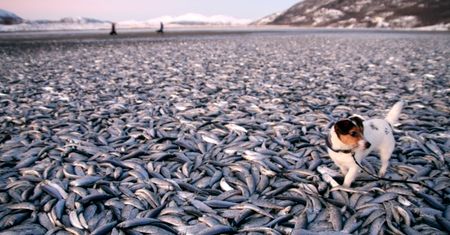 Norweskie plaże usłane tysiącami martwych ryb