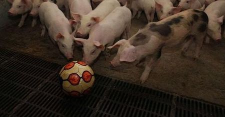 Unia każe rolnikom zabawiać świnie!
