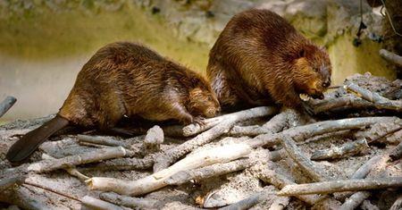 Rury w bobrowych tamach ograniczą podtopienia