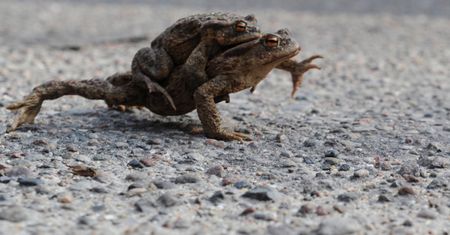 W Podlaskiem ruszyła wiosenna akcja ochrony płazów