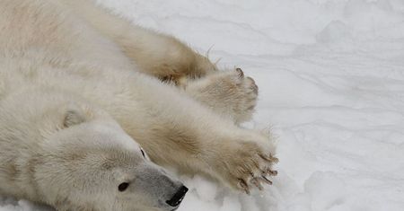 Dieta głodnych niedźwiedzi polarnych