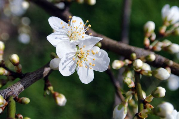 Kiedy nastąpi prawdziwa wiosna? Odpowiedź jest skomplikowana