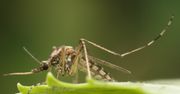 Entomolog dla WP.PL: walka z komarami jest niebezpieczna