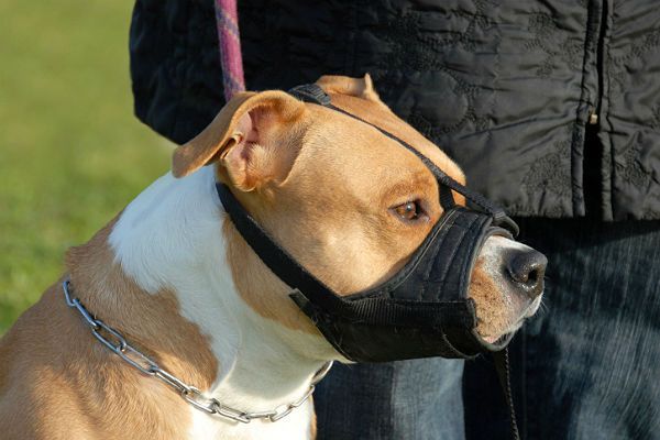 W.Brytania: wyższe kary dla właścicieli agresywnych psów