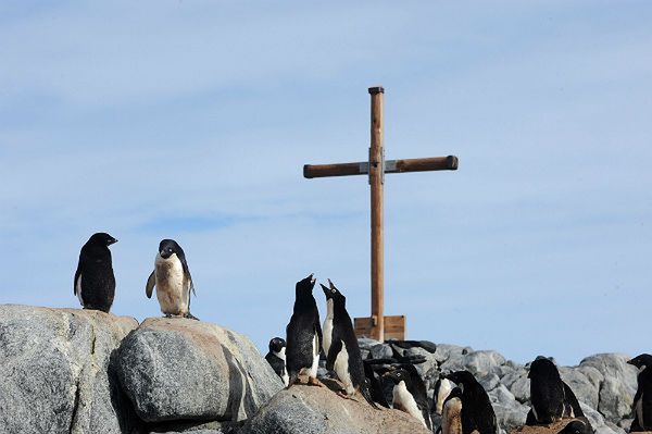 Naukowcy alarmują: inwazja biologiczna na Antarktydzie