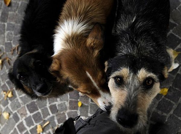 "Zoo mafia" przemyca polskie psy do Włoch