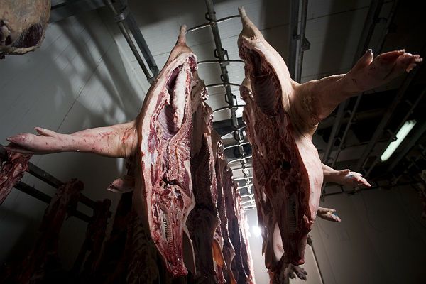 Śledztwo w sprawie przeterminowanego mięsa z Czerniewic
