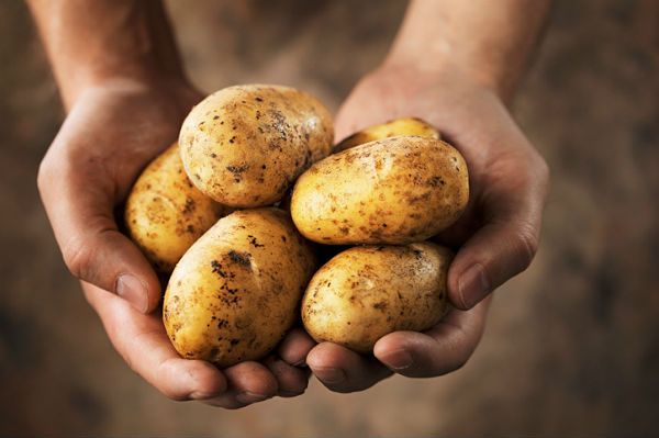 Półtorej tony ziemniaków na dzień św. Tekli