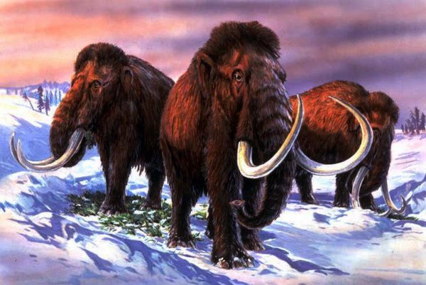 Rosyjscy uczeni wskrzeszą mamuty?