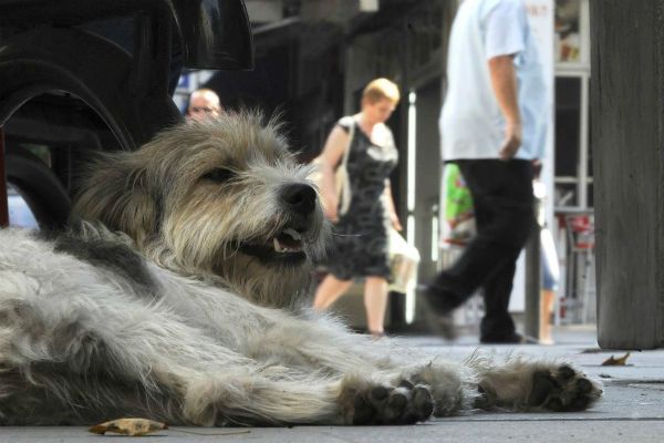 Burmistrz włoskiego miasteczka zdecydował, kiedy psy nie mogą szczekać