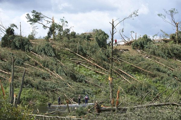 Trwa usuwanie powalonych drzew w Borach Tucholskich