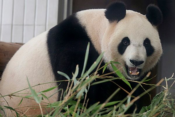 Nie żyje panda, która przyszła na świat w zoo w Tokio