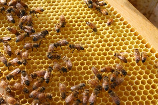 Na Dolnym Śląsku populacja pszczół po zimie zmniejszy się o ponad 30 proc.