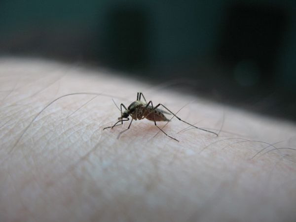 Coraz większa populacja komarów