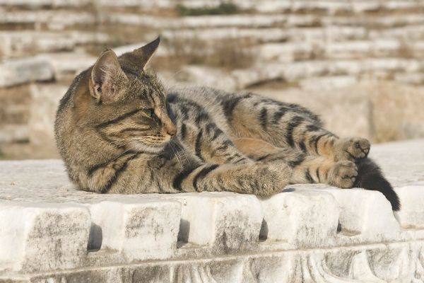 Tureccy weterynarze apelują do kotów, by tym razem nie zakłóciły wyborów