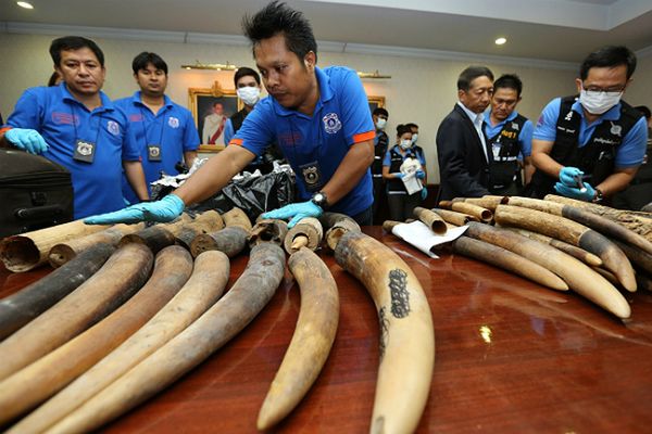 W Tajlandii udaremniono przemyt 250 kg kości słoniowej o wartości 300 tys. dolarów