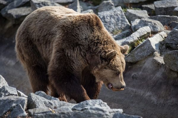 Pod Tatrami sytuacja nadzwyczajna z powodu niedźwiedzi