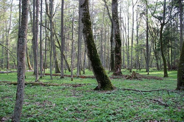 Min. Środowiska nie chce wykreślenia Puszczy Białowieskiej z listy UNESCO