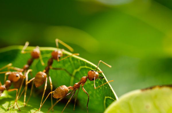 Inwazja szalonych mrówek