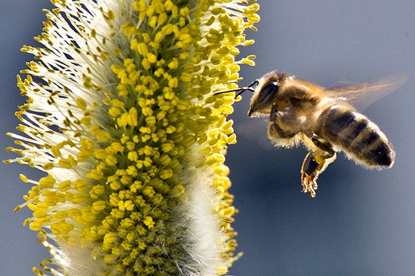 Tej zimy wyginęło około 20 proc. populacji pszczół