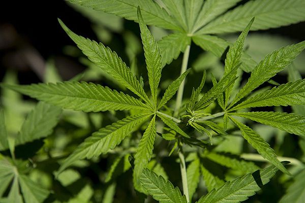 Lekarze: marihuana znacznie zmniejsza liczbę napadów padaczki u dzieci