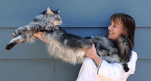 Zdechł Stewie, najdłuższy kot na świecie
