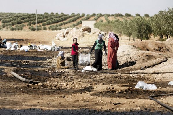 "Porażający" raport FAO: konflikt zbrojny rujnuje rolnictwo w Syrii
