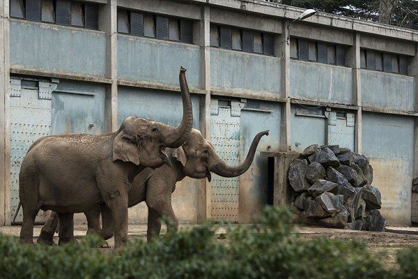 Słonie w lyońskim zoo nie zostaną uśpione