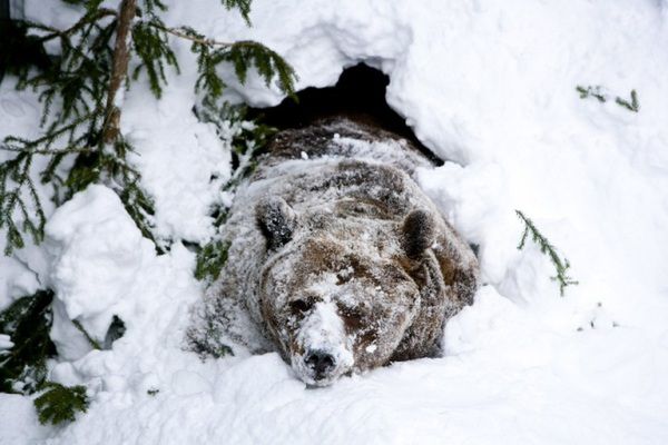 Petardy obudziły niedźwiedzia z zimowego snu