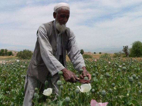 UNODC: Afganistan może stać się "narkopaństwem"